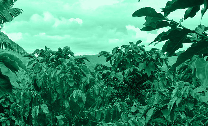 #128 Pirkanmaan Paahtimo: Honduras Santa Rosa Organic