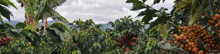 #148 Pirkanmaan Paahtimo: Honduras Santa Rosa Organic